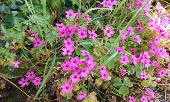 Puzzle 12904 - Oxalis