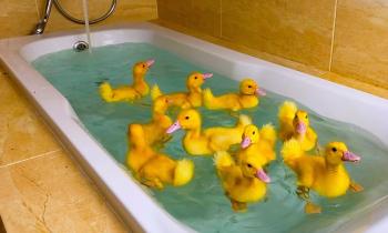 Puzzle apprentissage de la natation - catégorie Animaux, puzzle gratuit en ligne