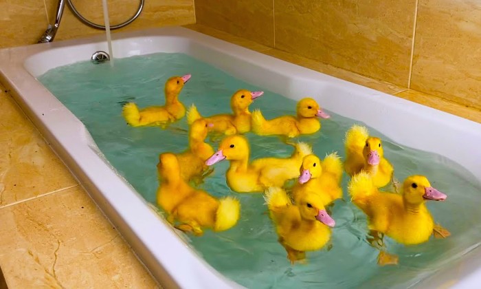 Puzzle gratuit apprentissage de la natation dans la catégorie Animaux jouable de 24 à 120 pièces.