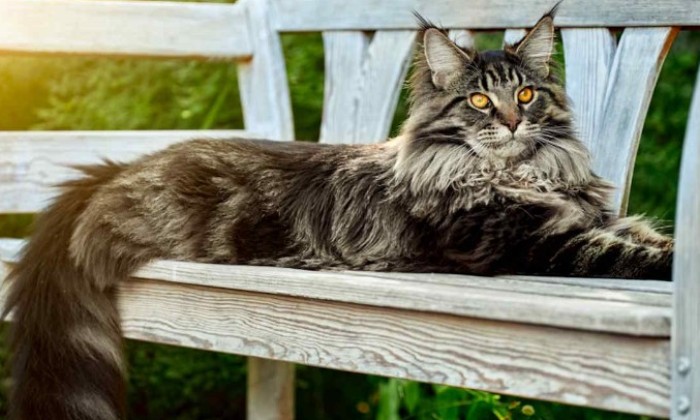 Puzzle gratuit Maine Coon roayal dans la catégorie Animaux jouable de 24 à 120 pièces.