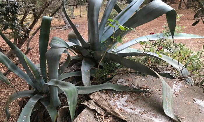 Puzzle gratuit agaves dans la catégorie Paysages & Fleurs jouable de 24 à 120 pièces.