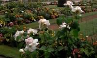 Puzzle jardin fleuri