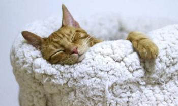 Puzzle Chat en boule - catégorie Animaux, puzzle gratuit en ligne