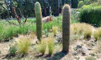 Puzzle 13855 - Cactus