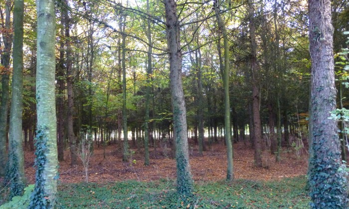 Puzzle gratuit forêt dans la catégorie Paysages & Fleurs jouable de 24 à 120 pièces.