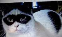 Puzzle zorro
