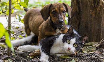 Puzzle 14370 - Chien et chat