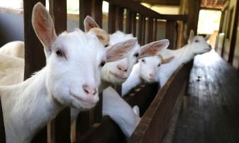 Puzzle Cabotines - catégorie Animaux, puzzle gratuit en ligne