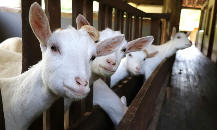 Puzzle gratuit Cabotines dans la catégorie Animaux jouable de 24 à 120 pièces.