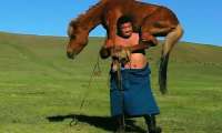 Puzzle une force de cheval