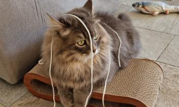 Puzzle Sly - catégorie Animaux, puzzle gratuit en ligne