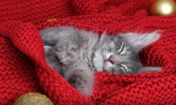 Puzzle 12577 - Fatigué le minet