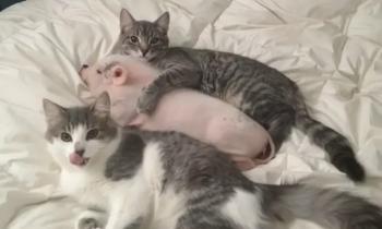 Puzzle Notre nouveau copain - catégorie Animaux, puzzle gratuit en ligne