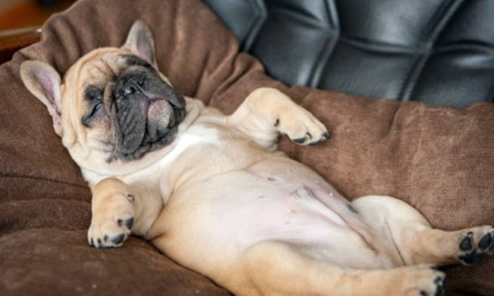 Puzzle gratuit Mon petit  confort dans la catégorie Animaux jouable de 24 à 120 pièces.