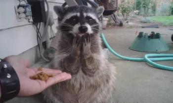 Puzzle 15175 - Comme c'est gentil    merci