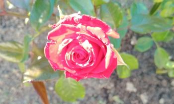 Puzzle 14102 - Belle rose