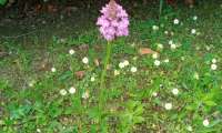 Puzzle Orchidée sauvage