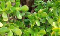 Puzzle Plante grasse