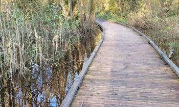 Puzzle passerelle dans les marais - catégorie Paysages & Fleurs, puzzle gratuit en ligne