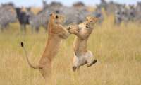 Puzzle Lionnes et country