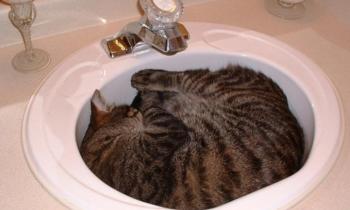 Puzzle Chat    liquide - catégorie Animaux, puzzle gratuit en ligne