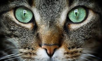 Puzzle Emeraudes - catégorie Animaux, puzzle gratuit en ligne