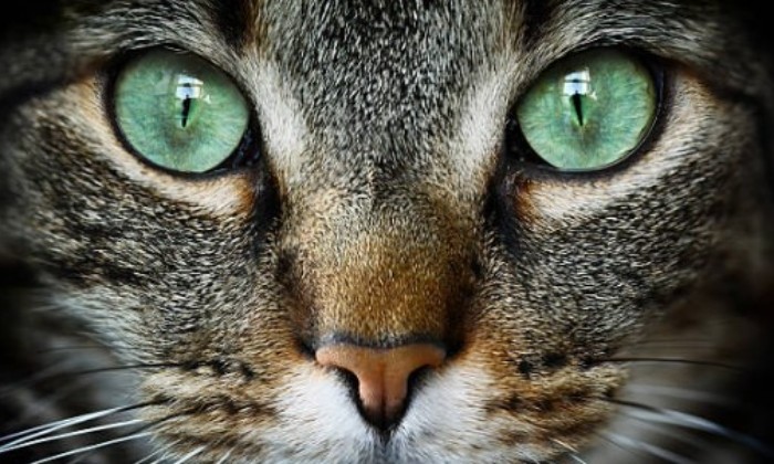 Puzzle gratuit Emeraudes dans la catégorie Animaux jouable de 24 à 120 pièces.