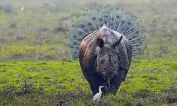 Puzzle Et 3 sur la même photo - catégorie Animaux, puzzle gratuit en ligne