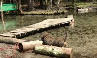 Puzzle baignade au paradis