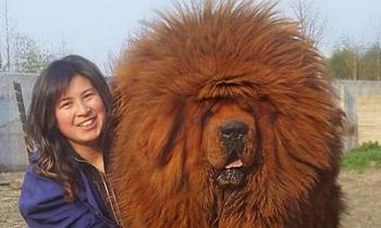Puzzle Dogue du Tibet - catégorie Animaux, puzzle gratuit en ligne