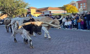 Puzzle Les vaches Longhorn - catégorie Animaux, puzzle gratuit en ligne