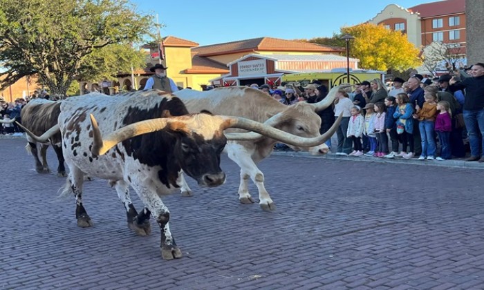 Puzzle gratuit Les vaches Longhorn dans la catégorie Animaux jouable de 24 à 120 pièces.