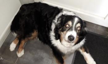 Puzzle 14264 - eclair mon amour