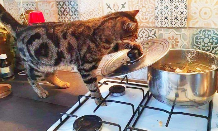 Puzzle gratuit ça y est c'est cuit dans la catégorie Animaux jouable de 24 à 120 pièces.