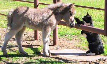 Puzzle 15237 - Ânon et chat se disent bonjour