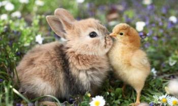 Puzzle Copain copain - catégorie Animaux, puzzle gratuit en ligne
