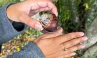 Puzzle gros escargot