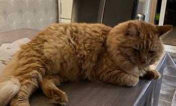 Puzzle 13021 - caramel attend son repas