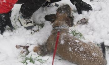 Puzzle 14186 - Coco  même pas froid