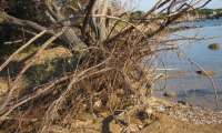 Puzzle arbre déraciné par la mer