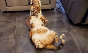 Puzzle 14215 - lilou joue