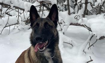 Puzzle 14500 - sultan dans la neige