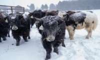 Puzzle Lélevage de yaks