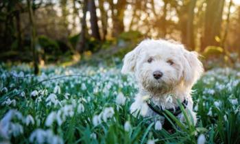 Puzzle Rêver d'un chien - catégorie Animaux, puzzle gratuit en ligne