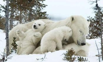 Puzzle Bonheur polaire - catégorie Animaux, puzzle gratuit en ligne