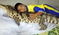 Puzzle Croco domestique