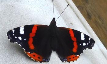 Puzzle 13141 - papillon