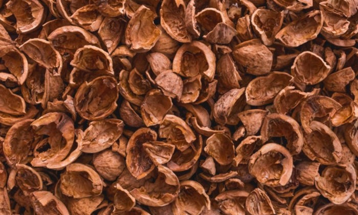 Puzzle gratuit Coquilles de noix dans la catégorie Divers & Curiosités jouable de 24 à 120 pièces.