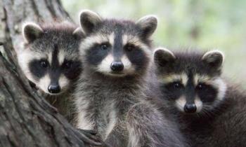 Puzzle Photo de famille - catégorie Animaux, puzzle gratuit en ligne