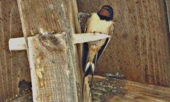 Puzzle hirondelle - catégorie Animaux, puzzle gratuit en ligne